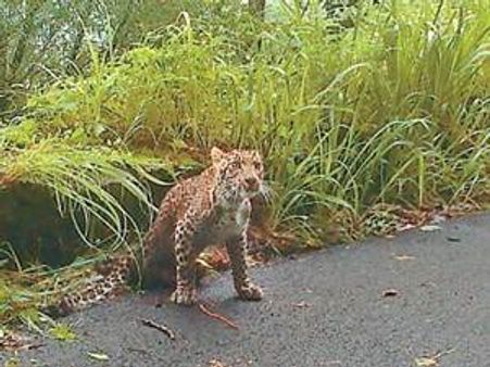ചാട്ടംപിഴച്ച് കാലൊടിഞ്ഞ പുലി ചത്തു