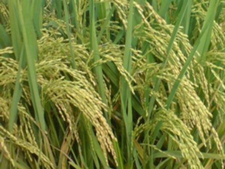 കേരള കര്‍ഷകന്‍ നെല്‍കൃഷി ചെയ്യുമോ?