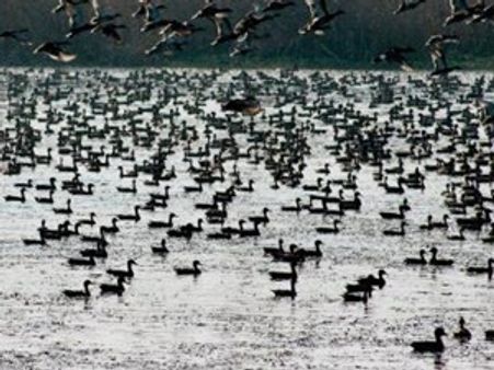 വയല്‍-തണ്ണീര്‍ത്തട ഡാറ്റാബാങ്ക് പ്രസിദ്ധീകരിച്ചു