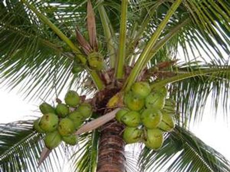 അടയ്ക്കയുടെ വില പോലുമില്ലാതെ തേങ്ങ