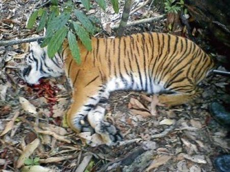 വെടിവെച്ചത് പെണ്‍കടുവയ്ക്ക്, ചത്തത് ആണ്‍കടുവ