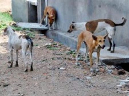 മലയാളി തെരുവ്നായ്ക്കള്‍ കടിയ്ക്കുന്നതെന്ത് കൊണ്ട്?