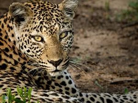 മുംബൈയില്‍ മലയാളിയെ പുലി കടിച്ചുകൊന്നു