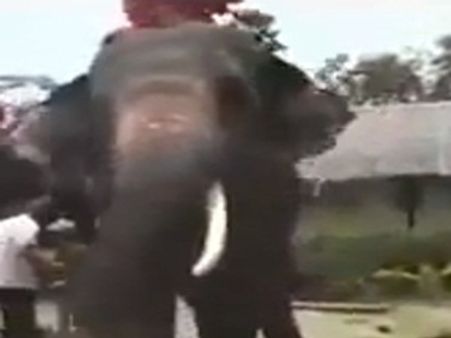 ആന ഐഫോണ്‍വിഴുങ്ങി,പിണ്ടിയ്‌ക്കൊപ്പം തിരിച്ചുകിട്ടി