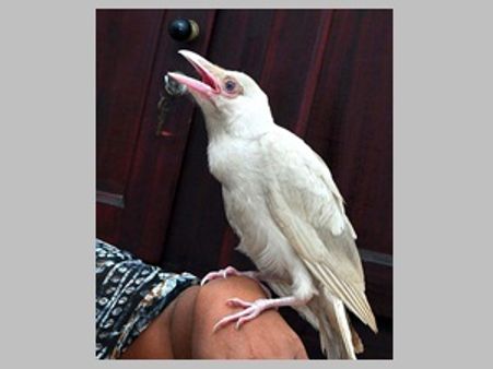 കാസര്‍ക്കോട് വെള്ളക്കാക്കയെ കണ്ടെത്തി