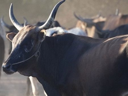 ആന്ത്രാക്‌സ് ബാധ: പ്രതിരോധനടപടികള്‍ കര്‍ശനമാക്കണം