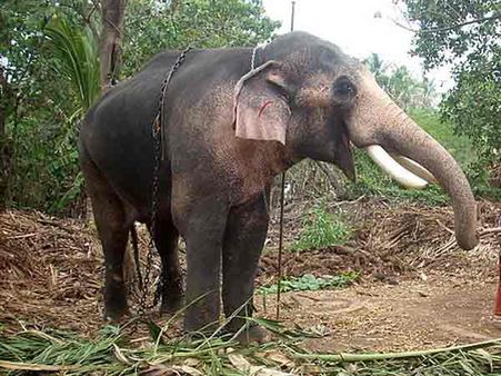 കൊലക്കേസ്: തെച്ചിക്കോട്ടുകാവ് രാമചന്ദ്രന് ജാമ്യം