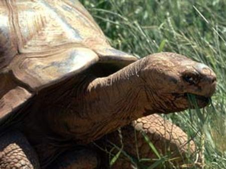 130 വയസ്സുള്ള ആമ എലിയുടെ കടിയേറ്റ് മരിച്ചു