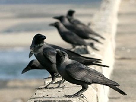 കാക്ക തലയിലിരുന്നതിന് യുവാവ് ആത്മഹത്യ ചെയ്തു