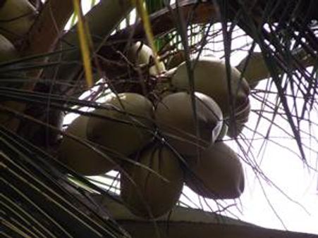 മധുരക്കള്ളിന് കേരകര്‍ഷകനെ രക്ഷപ്പെടുത്താനാവില്ലേ?