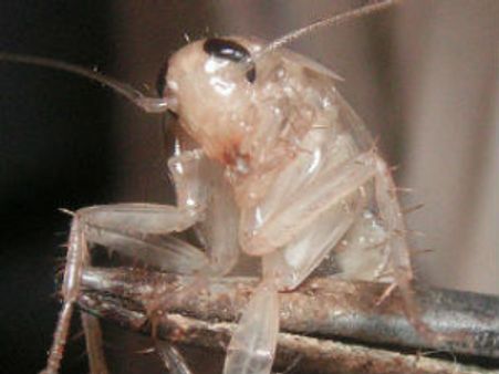 പാറ്റയെ വളര്‍ത്തുന്ന പയ്യന്‍, കൈ നിറയെ കാശ് ?