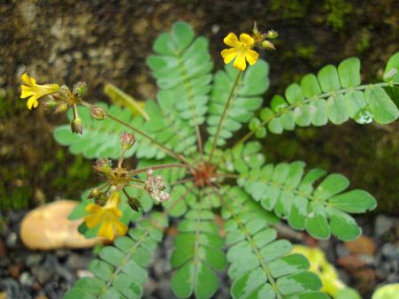 ഓണമിങ്ങെത്തിയിട്ടും പൂക്കള്‍ മണ്ണില്‍ മറഞ്ഞതെന്തേ