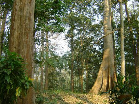 നിലമ്പൂര്‍ തേക്കിന് ഭൂമിശാസ്ത്ര സൂചിക ഉടന്‍