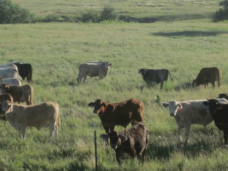 കോഴിക്കോട് കുളമ്പ് രോഗം പടരുന്നു