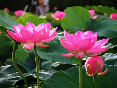 'താമര'കണ്‍വെട്ടത്ത് കാണരുതെന്ന് കോണ്‍ഗ്രസ്