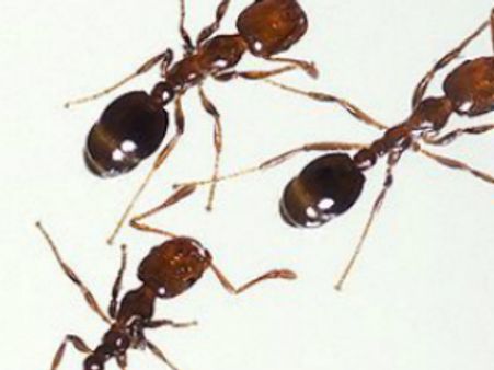 ഉറുന്പുകള്‍ ഒരു ഗ്രാമം കൈയ്യടക്കി