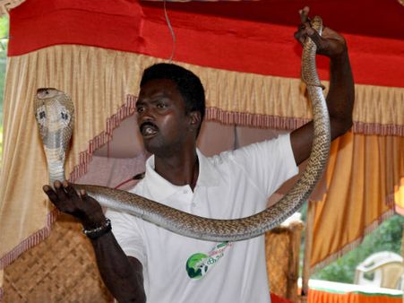 പാമ്പുകളുടെ വാവ , ഇനി അനിമല്‍ പ്ലാനറ്റിന്റേയും