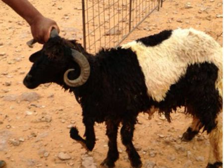 സൗദിയില്‍ അഞ്ച് കാലുള്ള ആട്