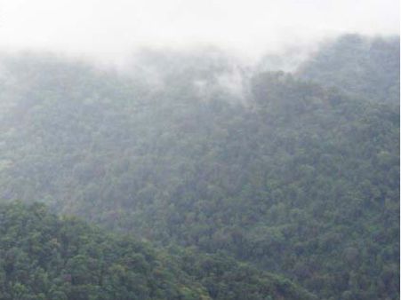 കസ്തൂരി രംഗനില്‍ പ്രതിഷേധിച്ച് ഹര്‍ത്താല്‍, അക്രമം