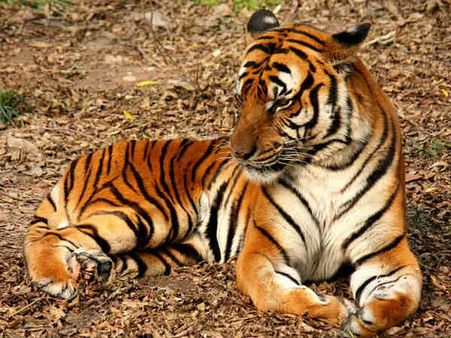 ദോഹ;സര്‍ക്കസിനിടെ കടുവ കുട്ടിയെ ആക്രമിച്ചു