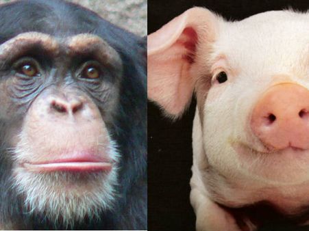 പന്നിയും ചിമ്പാന്‍സിയും ഇണചേര്‍ന്ന് മനുഷ്യനുണ്ടായി