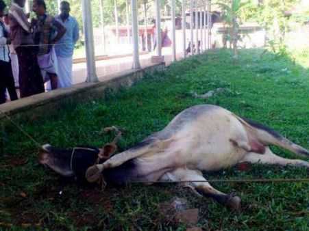 അമ്പലക്കാളെയെ അമ്പലത്തിലിട്ട് കൊന്നു