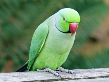 ഉടമസ്ഥന്‍റെ കൊലപാതകിയുടെ പേര് തത്ത പറഞ്ഞു