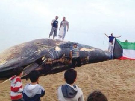 കുവൈത്ത്; വഴിതെറ്റി തിമിംഗലം കരയ്ക്കടിഞ്ഞു