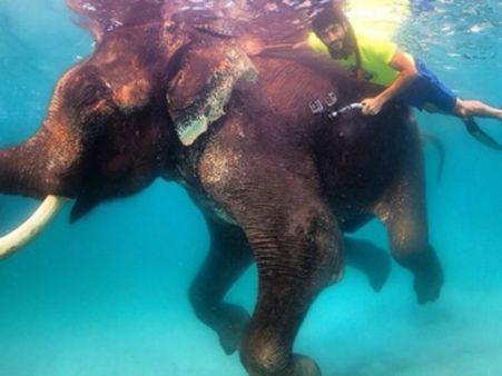 ആനയ്ക്കൊപ്പം നീന്തി ദുബായ് രാജകുമാരന്‍