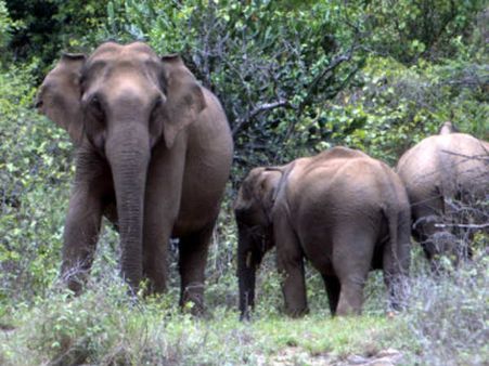 സര്‍ക്കസില്‍ നിന്ന് 3പിടിയാനകള്‍ ഒളിച്ചോടി