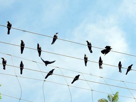 ചില വേനല്‍ക്കാല കാഴ്ചകള്‍