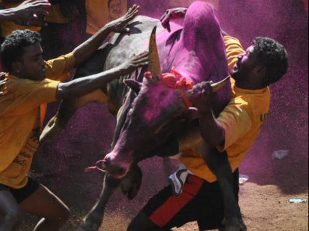 ജെല്ലിക്കെട്ട് അനുവദിയ്ക്കാമെന്ന് കേന്ദ്രം