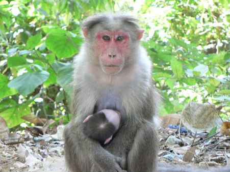 കുരങ്ങന്‍ പനി കേരളത്തിലും...അപകടം