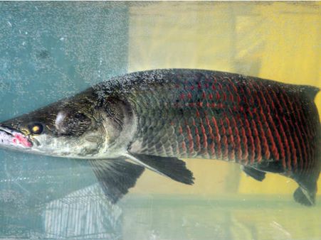 ചൈനീസ് 'റാണി' വില്‍പ്പനയ്ക്ക് വില 5ലക്ഷം, കാണൂ...