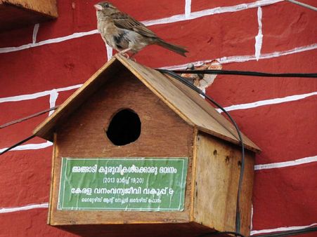 മന്ത്രികൂടൊരുക്കി; അങ്ങാടികുരുവികള്‍ താമസം തുടങ്ങി