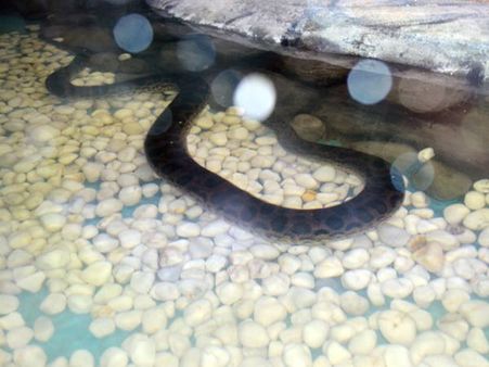 ശ്രീലങ്കന്‍ അനക്കൊണ്ട തനി മലയാളിപ്പെണ്ണായി