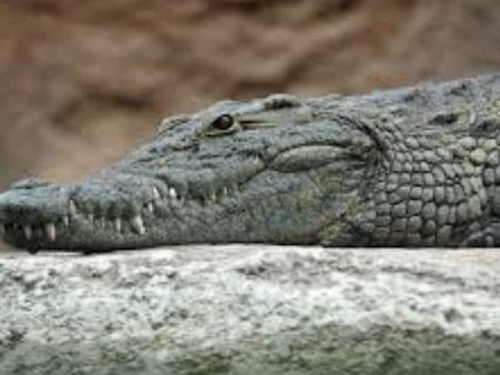 കുളിമുറിയില്‍ മുതല.... ഞെട്ടാന്‍ വേറെന്ത് വേണം