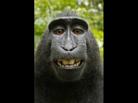 സെല്‍ഫിയെടുത്തത് കുരങ്ങന്‍; പകര്‍പ്പവകാശത്തെ ചൊല്ലി തര്‍ക്കം