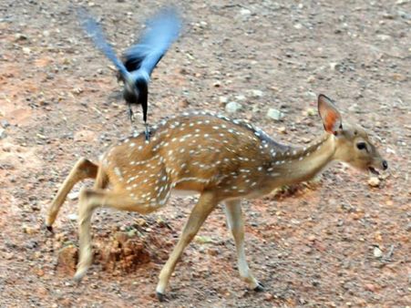 ഈ കുരുത്തംകെട്ട കാക്കകളെ എന്ത് ചെയ്യണം? കണ്ട് നോക്കൂ