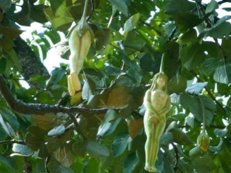 നാരീലതയില്‍ വിടരുന്ന പൂക്കള്‍,നഗ്ന സ്ത്രീ ശരീരം പോലെ, കാണൂ