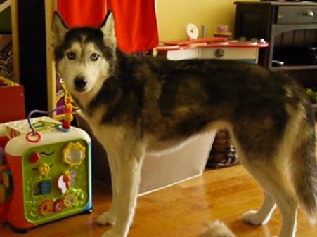 കുരക്കും പട്ടി കടിക്കില്ല... പക്ഷേ ഈ പട്ടി വര്‍ത്തമാനം പറയും