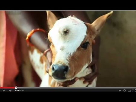 മൂന്നുകണ്ണുളള പശുക്കുട്ടിയുടെ കഥ
