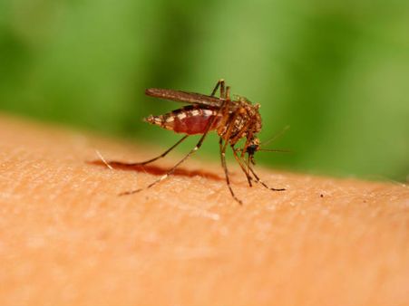 കൊച്ചിയിലെ കൊതുക് പണി തുടങ്ങി, ചിക്കുന്‍ഗുനിയ പടരുന്നു