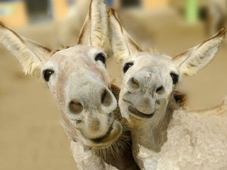 പരിസരബോധമില്ലാതെ ഇണചേര്‍ന്ന 'ആ' കഴുതകളെ വീണ്ടും ഒന്നിപ്പിച്ചു