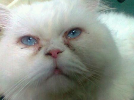 പൂച്ചക്കും സിസേറിയന്‍... അമ്മക്കും കുഞ്ഞുങ്ങള്‍ക്കും സുഖം