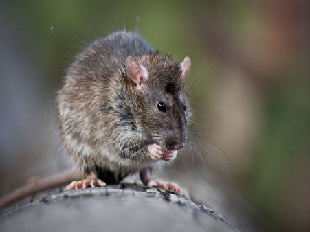 മക്‌ഡൊണാള്‍ഡ് കോഫിയില്‍ ചത്ത എലി