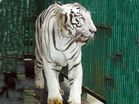 തിരുവനന്തപുരത്ത് വെള്ളക്കടുവയെത്തി, ദില്ലിയിലെ കടുവ!