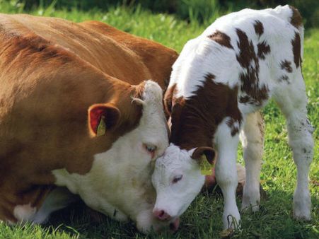 രാജ്ഭവനിലെ പശുവിനെയും ക്ലാവിനെയും കാണണോ?