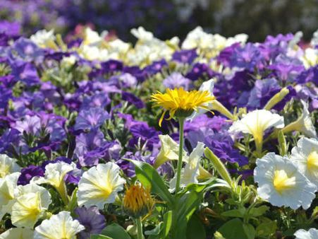 ദേശീയദിനത്തില്‍ വിസ്മയമാകാന്‍ ദുബായ് മിറാക്കിള്‍ ഗാര്‍ഡന്‍