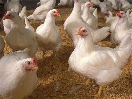 ഇനി ധൈര്യമായി ചിക്കന്‍ തിന്നാം